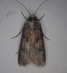 Agrotis malefida
