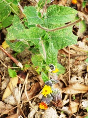 Simsia eurylepis