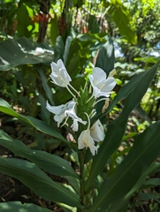 Hedychium coronarium image