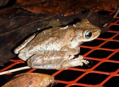 Osteopilus dominicensis