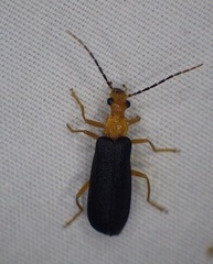 Podabrus fayi