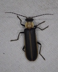Podabrus flavicollis