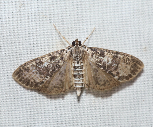 Splendid Palpita Moth photo 4