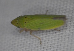 Draeculacephala balli