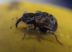 Conotrachelus anaglypticus