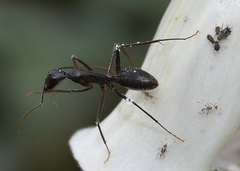 Camponotus etiolipes
