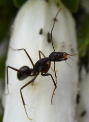 Camponotus etiolipes