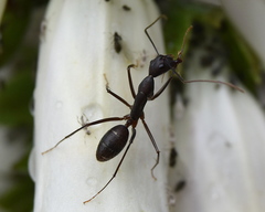 Camponotus etiolipes