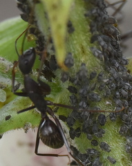 Camponotus etiolipes