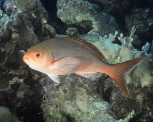 Paranthias furcifer