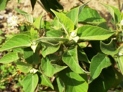 Croton ciliatoglandulifer
