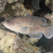 Greater Soapfish - Photo (c) Roger Rittmaster, some rights reserved (CC BY-NC), uploaded by Roger Rittmaster