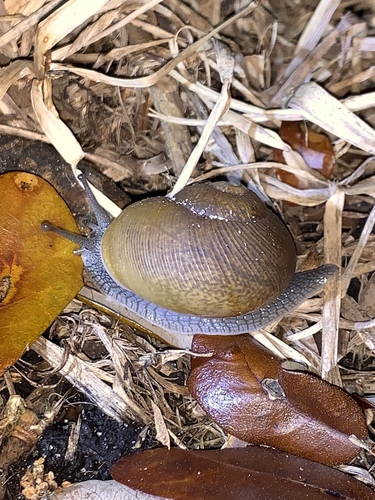 Cuban Brown Snail