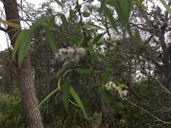 Salix caroliniana