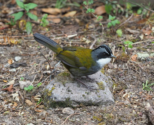 Grey-browed Brushfinch (Arremon assimilis), photo 10