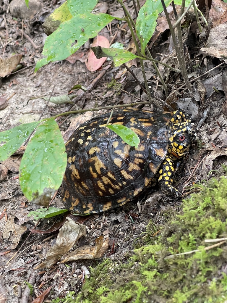 Eastern Box Turtle In September 2023 By Nicole Steiner INaturalist   Large 