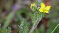 Tropidocarpum gracile