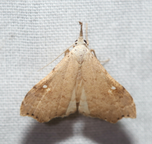 White-spotted Redectis Moth photo 5