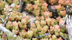 Crassula connata