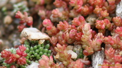 Crassula connata