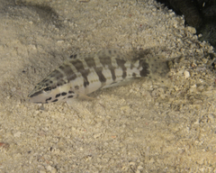 Serranus tigrinus