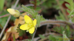 Tropidocarpum gracile