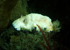 Goniobranchus aureopurpureus