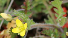 Tropidocarpum gracile