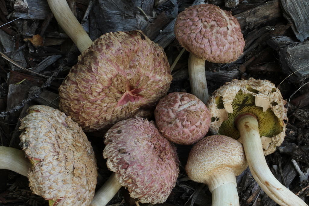 Boletellus ananiceps