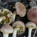 Boletellus ananiceps - Photo (c) Roy Halling, some rights reserved (CC BY-NC), uploaded by Roy Halling