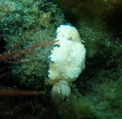 Goniobranchus aureopurpureus