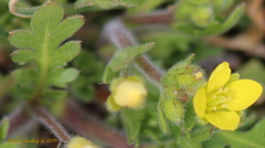 Tropidocarpum gracile