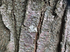 Pertusaria pustulata