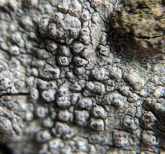 Pertusaria pustulata