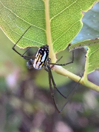 Leucauge argyra
