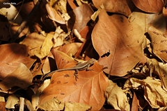 Sceloporus squamosus