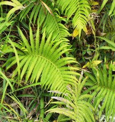 Pelazoneuron puberulum