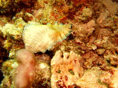 Soleichthys dori