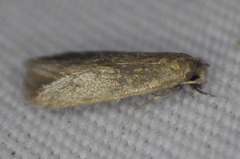 Phaeoses sabinella