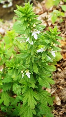 Teucrium cubense
