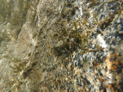 Osteopilus vastus