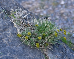 Lomatium parryi