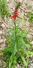 Lobelia cardinalis
