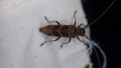 Saperda tridentata