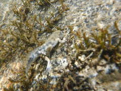 Osteopilus vastus