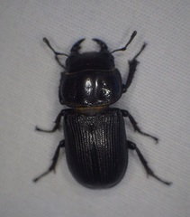 Dorcus parallelus