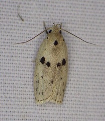 Scythropiodes issikii