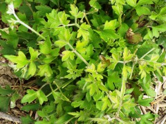 Clematis drummondii