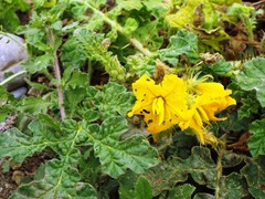 Solanum rostratum
