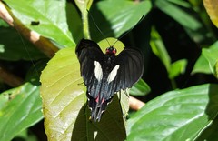 Parides anchises